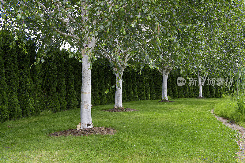 俄勒冈花园白皮喜马拉雅桦树，桦树Jacquenmontii树篱