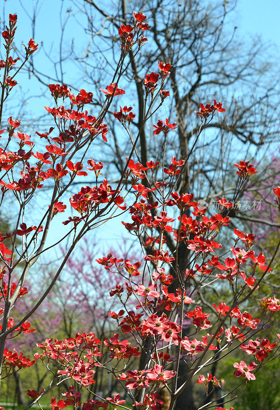 红树在春天开花