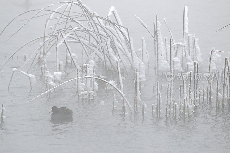 白骨鸡划着桨穿过冰冷的芦苇和浓雾的科罗拉多