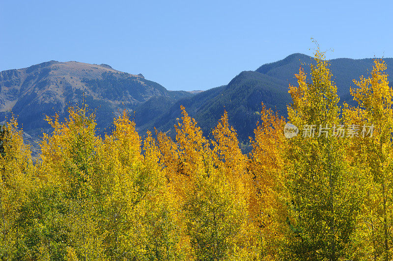 白杨树林和山脉