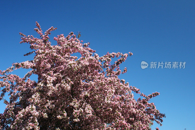 樱花绽放在蓝天