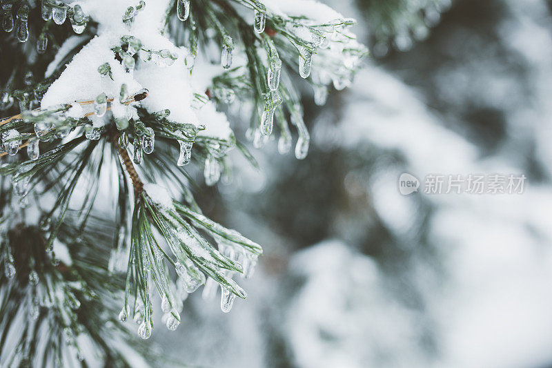 冻僵的水滴和雪落在松树的树枝上