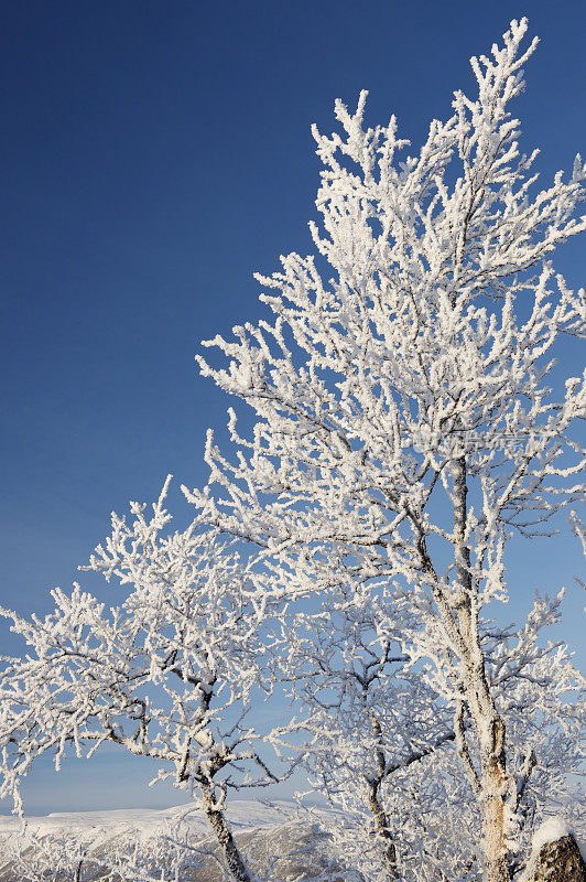 盖洛滑雪场的一棵矮小而弯曲的结霜桦树