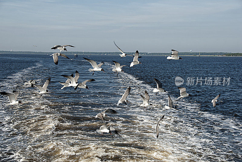 海鸥在一艘渡船后面飞翔――北卡罗来纳州