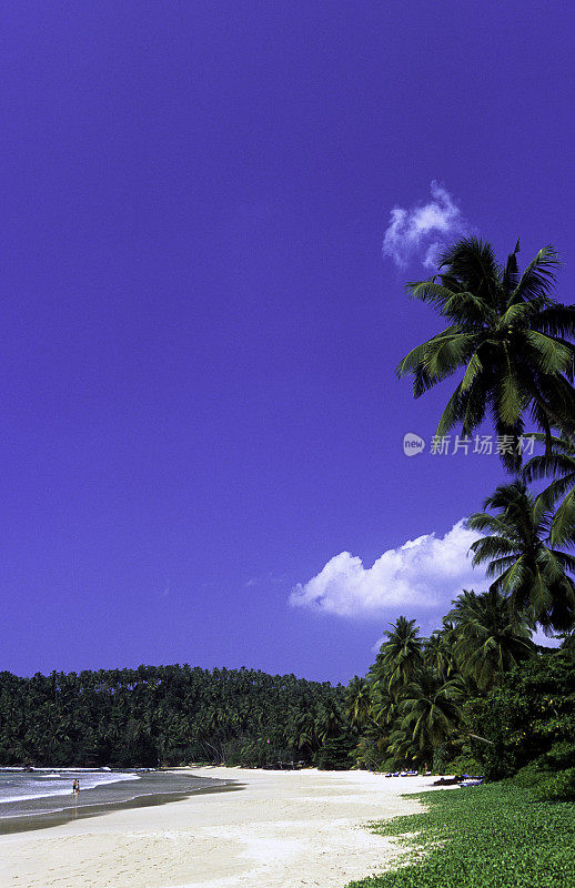 斯里兰卡，马里萨，海滩和椰子树。