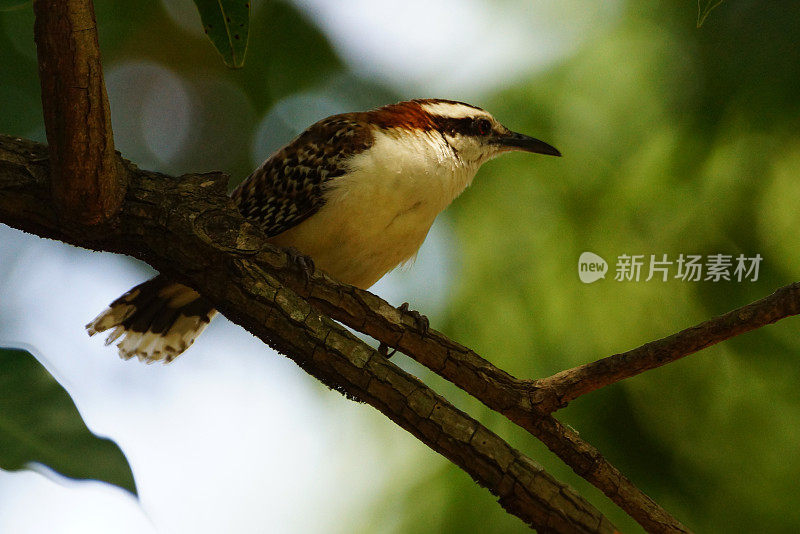 Rufous-naped雷恩