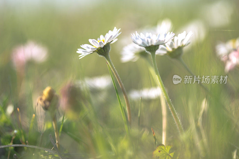 美丽的野菊花草地