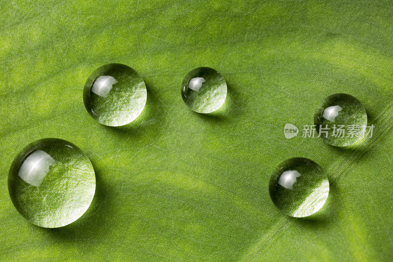 树叶与雨滴-恢复土地的概念