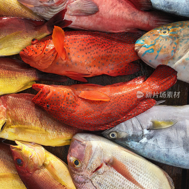 斯里兰卡威利加马鱼市五颜六色的鱼