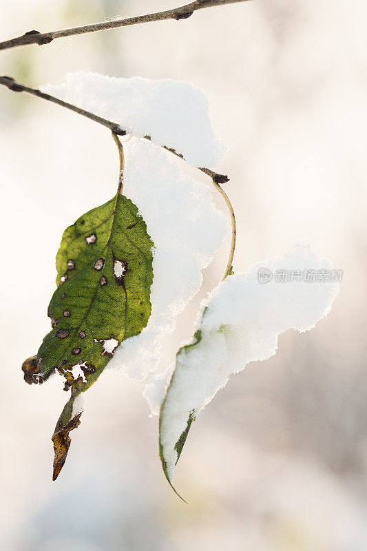 绿叶和雪的嫩枝