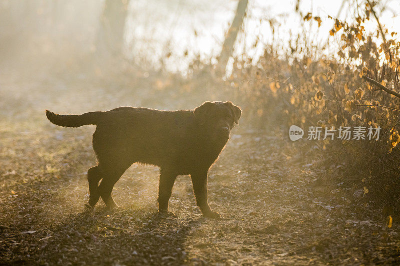 在森林中行走的棕色拉布拉多寻回犬