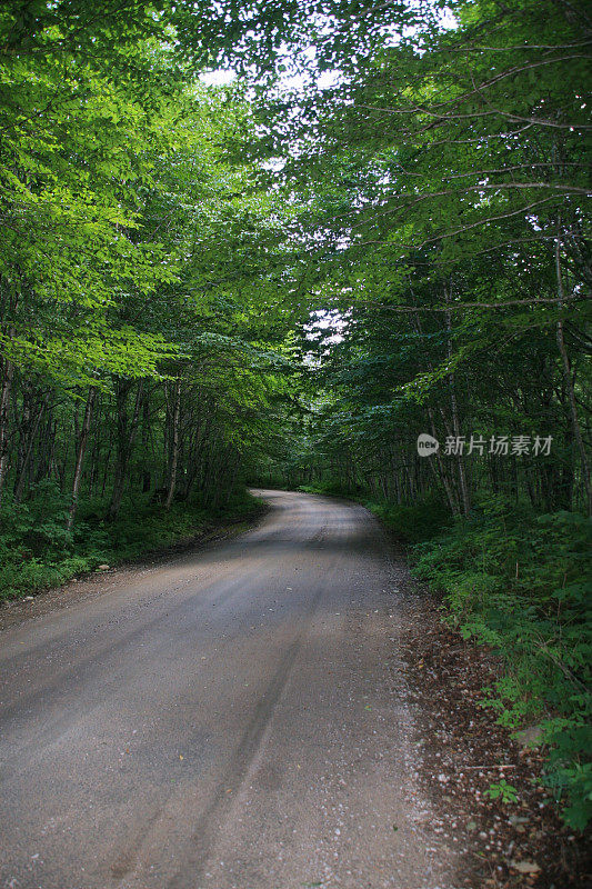 在夏天穿过绿色森林的道路