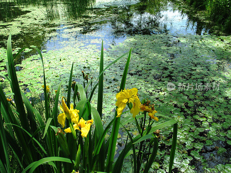 美丽的湖泊，鸢尾花和水生植物