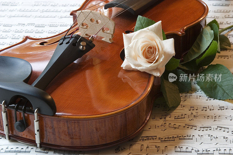 小提琴和玫瑰
