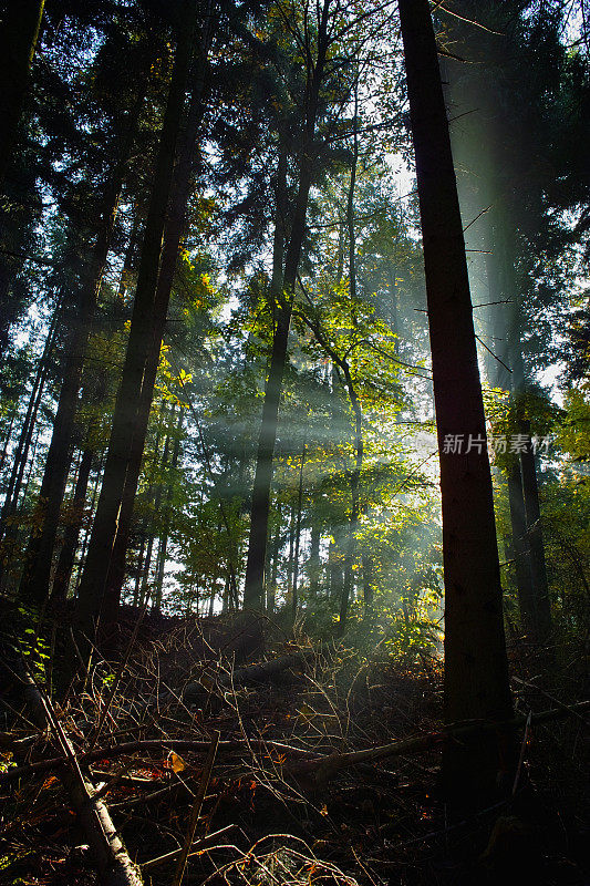 森林与阳光