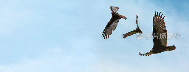 秃鹫和秃鹰盘旋