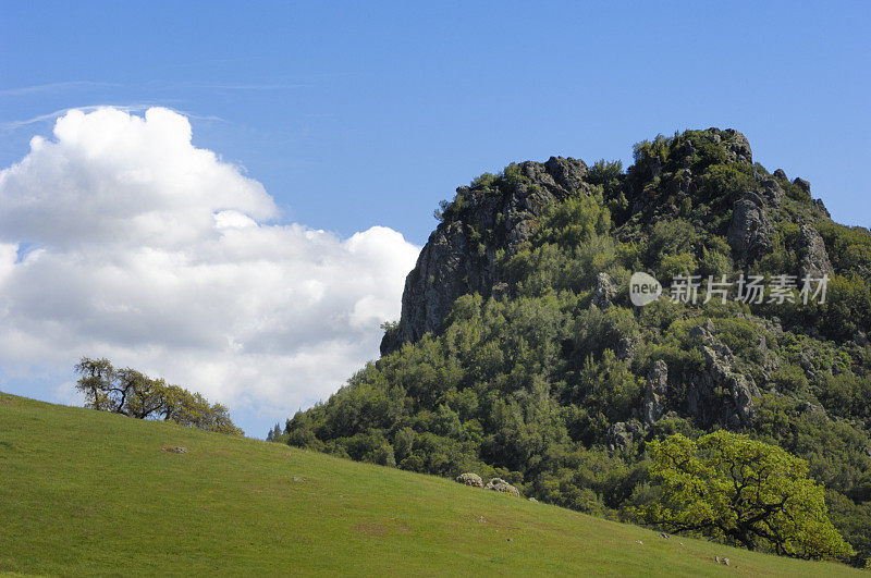 春天的加州橡树在山坡上