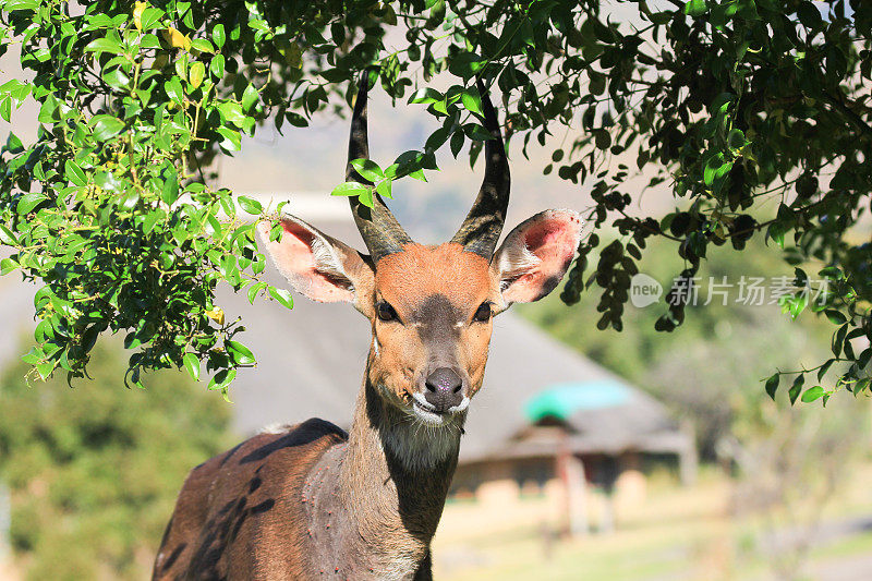 南非皇家纳塔尔国家公园的丛林
