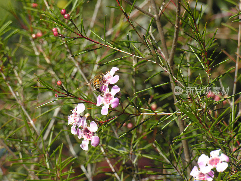 杰拉尔顿蜡花和蜜蜂