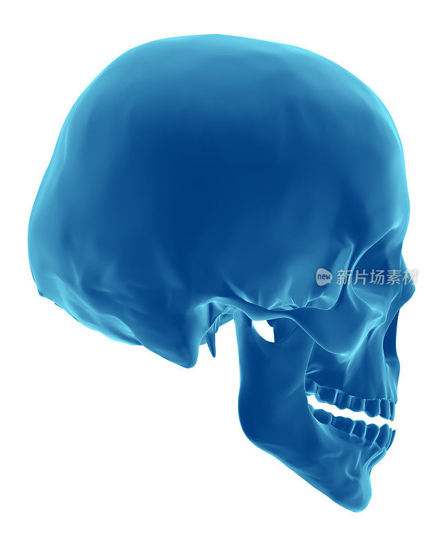 3D渲染就像x射线的人类头骨