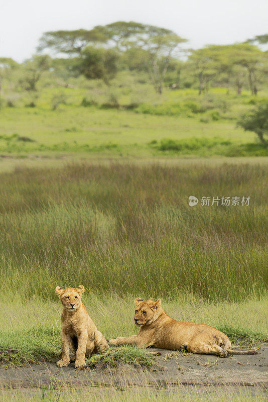 自然环境中的母狮和幼狮