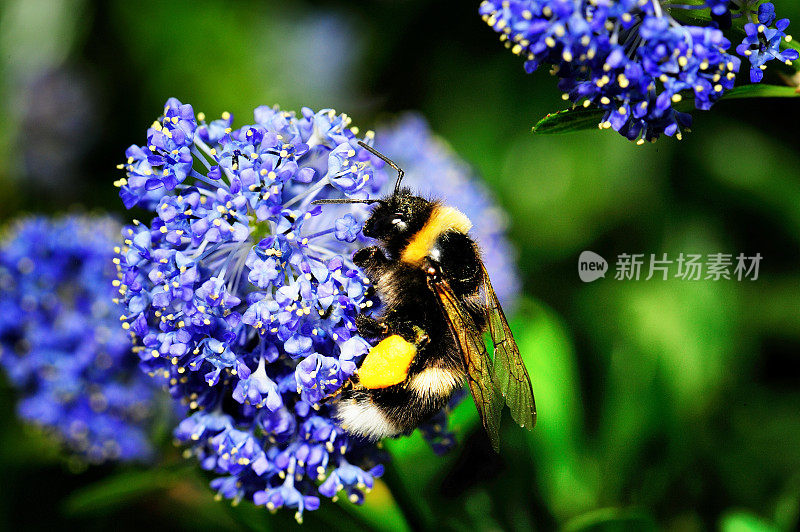 大黄蜂在采集花粉