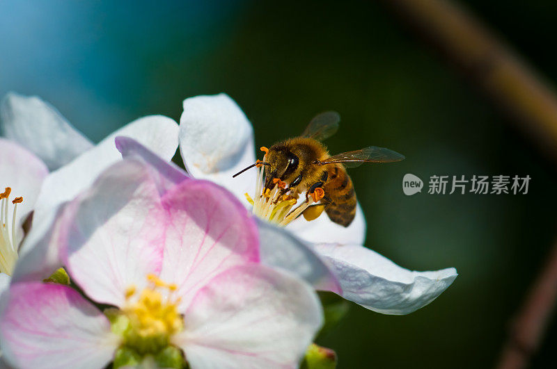 蜜蜂以苹果树的花为食，采集花粉