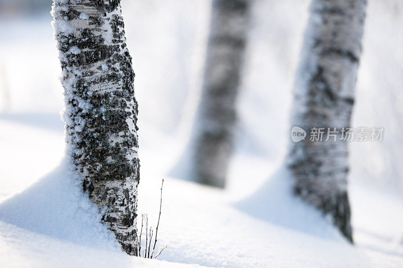 雪中的树干