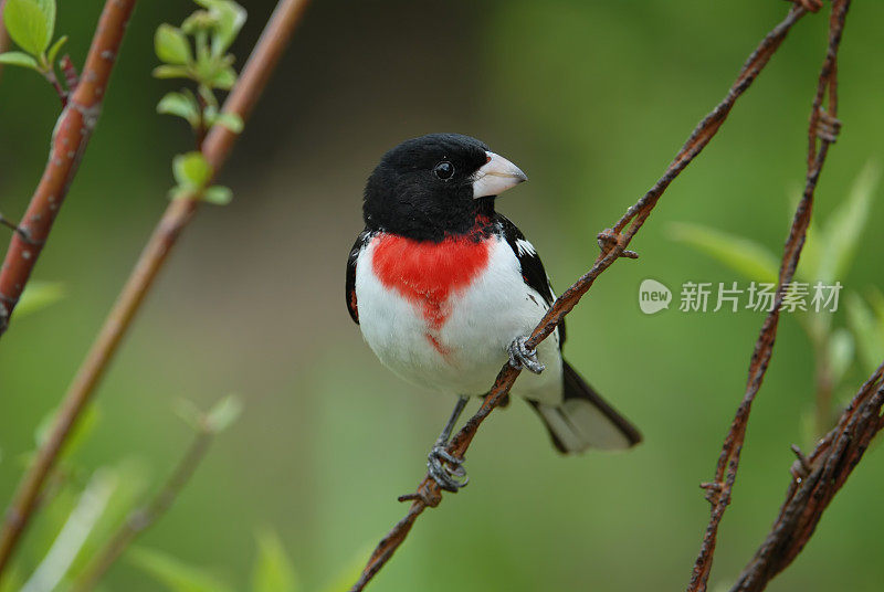 红襟蜡嘴鸟