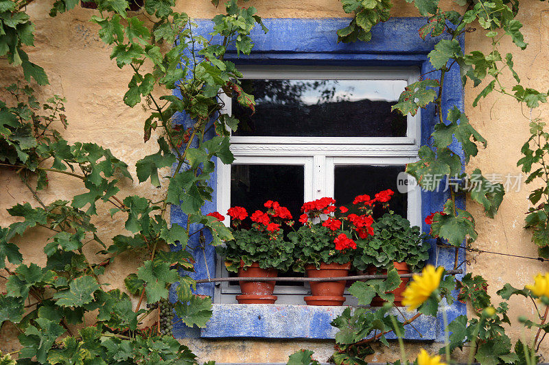 酒叶和花盆的窗