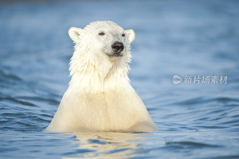 北极熊在水里