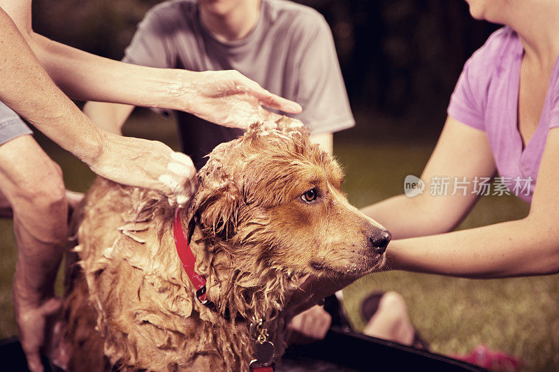 宠物:妹妹，弟弟在院子里给家里的狗洗澡。夏天洗澡。