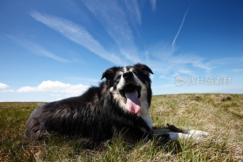 沼地草地上友善的边境牧羊犬