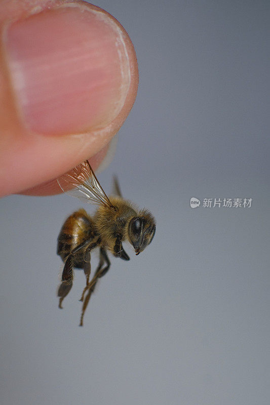 蜜蜂,手持