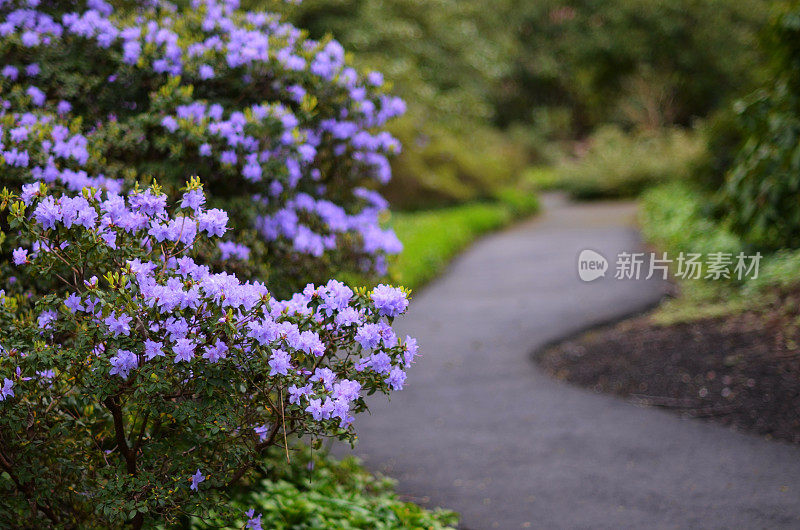 花园小径上的杜鹃花