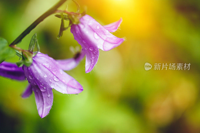 雨后的蓝花