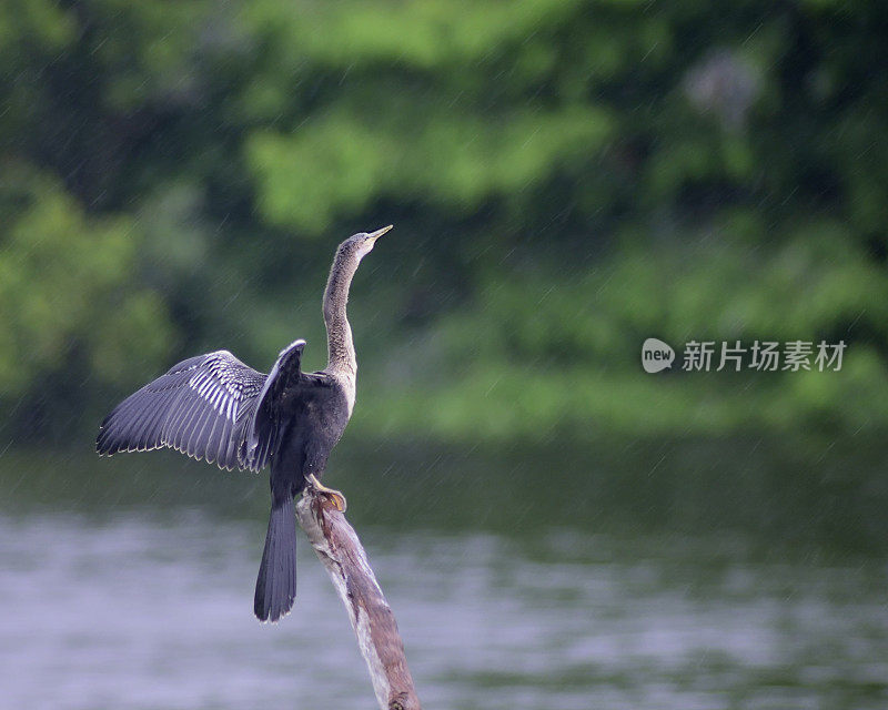 美洲蛇鸟在雨中