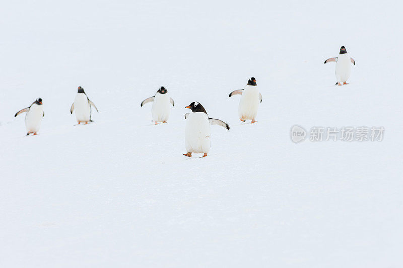 巴布亚企鹅在南极洲的雪地上行走