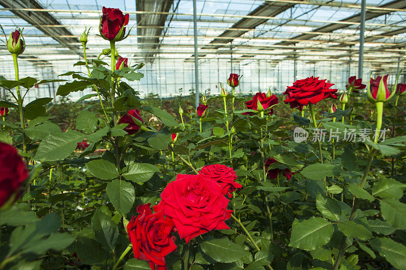 在温室里种植玫瑰