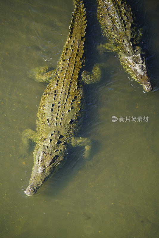 哥斯达黎加Tarcoles河浅水中的两只鳄鱼