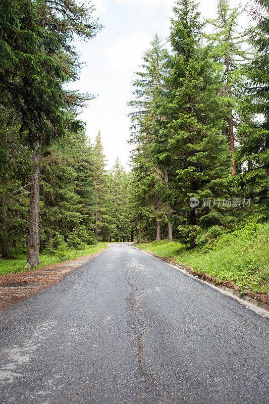 瑞士森林道路