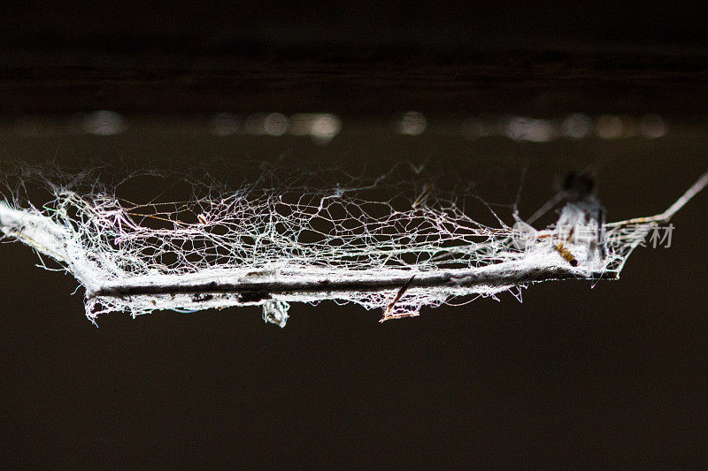 古宅木质背景上的蜘蛛网或蜘蛛网。