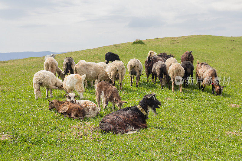 一群山羊在山上的牧场上吃草。喀尔巴阡山