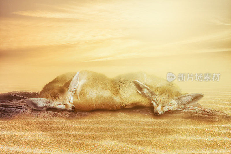 近距离观察沙地上的野狐