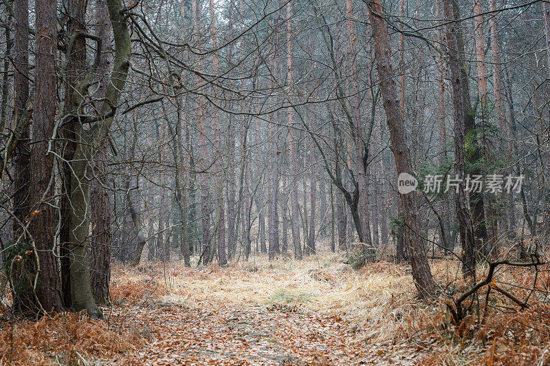 森林等待着第一场雪