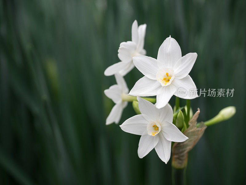 美丽的纯白水仙