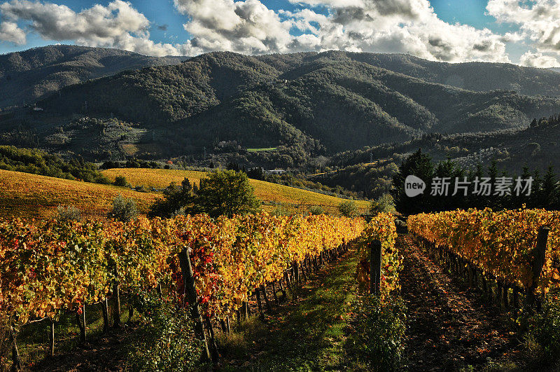 基安蒂美丽的葡萄园，靠近佛罗伦萨，托斯卡纳，意大利。秋天的季节。
