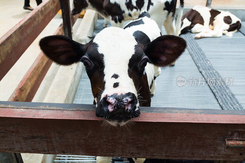 可爱的小黑白母牛或牛犊在苗圃牛棚或牲畜农场
