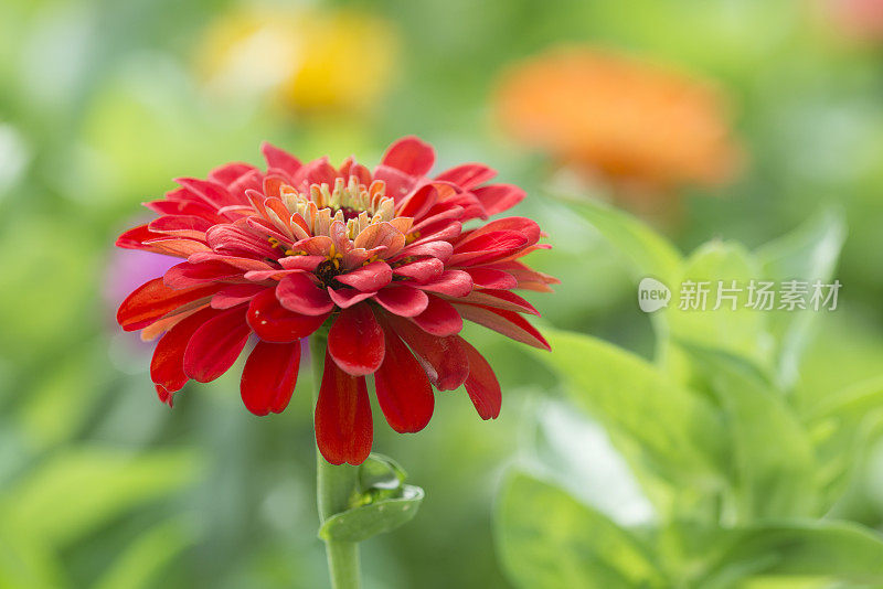 盛开的zinnia