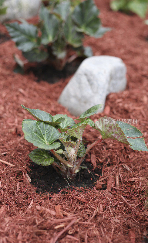 花坛中的幼海棠植物。